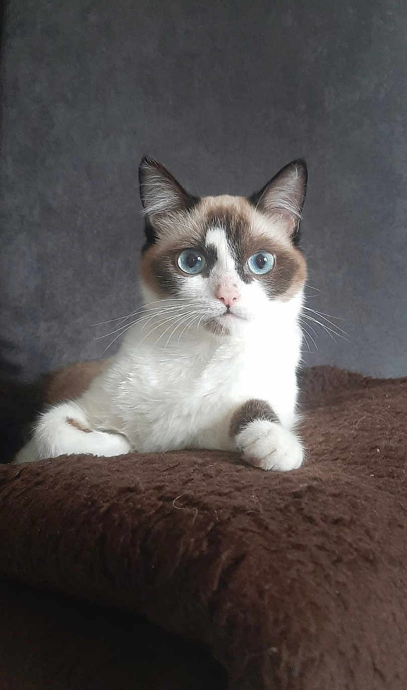 Mimi La Praline participe au concours pour gagner de l'argent avec cette photo : adorable, blanket, blue_eyes, brown_fur, cat, closeup, couch, cozy, curious, ears, feline, fur, indoor, looking_at_camera, paw, pet, portrait, sitting, whiskers, white_fur