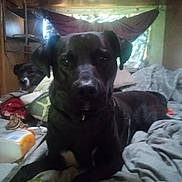 Smokey Robinson is registered to the contest to win money with this photo: animal, bed, black_dog, blanket, clutter, companion, cozy, dog, domestic, fabric, furniture, home, indoor, laying, light, pet, pillow, relaxed, resting, window