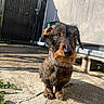 animal, black, brown, closeup, collar, concrete, curious, dachshund, dog, ears, fur, gate, outdoor, pet, portrait, shadow, small_dog, snout, sunlight, wall