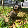 Shiva participe au concours pour gagner de l'argent avec cette photo : alert, animal, black_fur, brown_fur, collar, dachshund, dog, floppy_ears, garden, grass, greenery, leaves, nature, outdoors, pet, portrait, sitting, sunlight, trees, wirehaired_dachshund