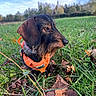 dog, dachshund, grass, field, leaves, autumn, orange_harness, outdoor, nature, pet, animal, canine, portrait, side_view, fur, snout, ears, sky, trees, daylight