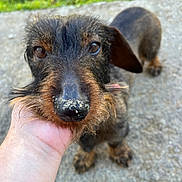 Shiva participe au concours pour gagner de l'argent avec cette photo : animal, black, brown, canine, close_up, concrete, cute, dachshund, dog, eyes, friendly, fur, grass, hand, outdoor, pet, portrait, scruffy, snout, wire_haired
