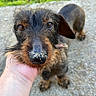 dog, dachshund, wire_haired, canine, pet, animal, close_up, outdoor, grass, concrete, hand, snout, fur, brown, black, eyes, cute, portrait, friendly, scruffy