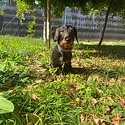 Shiva a rejoint le concours — aidez-le/la à gagner de superbes lots ! animal, backyard, black_and_brown, canine, collar, dog, fence, foliage, garden, grass, leaves, nature, outdoor, pet, portrait, shadow, sitting, sunlight, trees, wirehaired