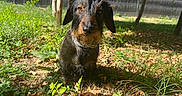 Shiva participe au concours pour gagner de l'argent avec cette photo : animal, backyard, black_and_brown, collar, dog, fence, floppy_ears, garden, grass, greenery, leaves, looking_at_camera, nature, outdoors, pet, portrait, sitting, sunlight, trees, wirehaired