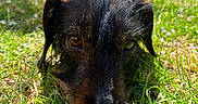 Shiva a rejoint le concours — aidez-le/la à gagner de superbes lots ! animal, black_fur, brown_fur, canine, close_up, daylight, dog, ears, eyes, face, fur_texture, grass, ground, lying_down, nature, outdoor, pet, portrait, snout, sunlight