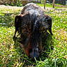 dog, grass, outdoor, pet, animal, close_up, lying_down, brown_fur, black_fur, nature, sunlight, portrait, face, ears, snout, eyes, ground, daylight, canine, fur_texture