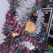 Pumbaa participe au concours pour gagner de l'argent avec cette photo : cat, celebration, christmas_tree, curious, decorations, festive, floor, greenery, holiday, home, indoor, lights, orange_cat, ornaments, paw, shelf, shiny, sparkly, tinsel, toy