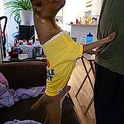 Lucky is registered to the contest to win money with this photo: dog, yellow_shirt, indoor, couch, blanket, person, plant, table, bottle, wooden_floor, lamp, kitchen, refrigerator, cupboard, scissors, vacuum_cleaner, standing, pet, cozy, casual