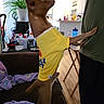 dog, yellow_shirt, indoor, couch, blanket, person, plant, table, bottle, wooden_floor, lamp, kitchen, refrigerator, cupboard, scissors, vacuum_cleaner, standing, pet, cozy, casual