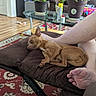 brown_dog, chair, coffee_table, cozy, cushion, decor, dog, foot, home_interior, living_room, person_leg, pet, plant, potted_plant, relaxation, rug, shelf, sleeping, small_dog, wooden_floor