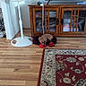 calm, cozy, dog, flooring, furniture, home_interior, indoor, living_room, patterned_rug, pet_bed, quiet, red_rug, relaxing, resting, rug, small_dog, standing_fan, television, wooden_cabinet, wooden_floor