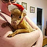 Lucky is registered to the contest to win money with this photo: person, dog, small_dog, chihuahua, santa_hat, glasses, indoor, arm, holding, pet, cute, animal, portrait, wall_art, doorway, furniture, home, skin, face, warm_lighting