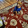 Lucky is registered to the contest to win money with this photo: dog, small_dog, blue_sweater, carpet, patterned_rug, hardwood_floor, indoor, pet, curious, sitting, brown_dog, ears_up, floor, cozy, cute, animal, domestic, home, furniture, warm_clothing