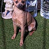 Milo is registered to the contest to win money with this photo: animal, bottle, brown_dog, cute, daylight, decorative_statue, dog, fence, garden, grass, greenery, outdoor, pet, plastic_bottle, shadow, simply_lemonade, sitting, small_dog, statue, sunlight