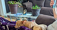 Milo is registered to the contest to win money with this photo: blanket, couch, cozy, dog, fur, glass_table, hand, home, indoor, living_room, person, pet, phone, plant, potted_plant, purple, relaxation, resting, sleeping, wood_floor