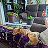 Milo is registered to the contest to win money with this photo: blanket, couch, cozy, dog, fur, glass_table, hand, home, indoor, living_room, person, pet, phone, plant, potted_plant, purple, relaxation, resting, sleeping, wood_floor