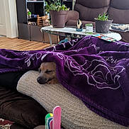 Milo is registered to the contest to win money with this photo: blanket, cozy, cushion, decor, dog, furniture, houseplant, indoor, living_room, pet, plant, potted_plant, purple, relaxation, remote_control, shelf, sleeping, sofa, table, wooden_floor