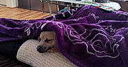Milo is registered to the contest to win money with this photo: blanket, cozy, cushion, decor, dog, furniture, houseplant, indoor, living_room, pet, plant, potted_plant, purple, relaxation, remote_control, shelf, sleeping, sofa, table, wooden_floor