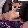 Milo is registered to the contest to win money with this photo: dog, small_dog, tan_dog, couch, blanket, purple_blanket, person, shoulder, tank_top, indoor, pet, resting, cozy, furniture, living_room, cute, animal, companion, relaxed, home
