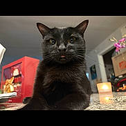 Pebble joined the competition — help win amazing prizes! black_cat, cat, pet, animal, indoor, table, candle, curious, tongue_out, domestic_cat, feline, close_up, looking_at_camera, whiskers, ears, fur, household, decor, cute, portrait