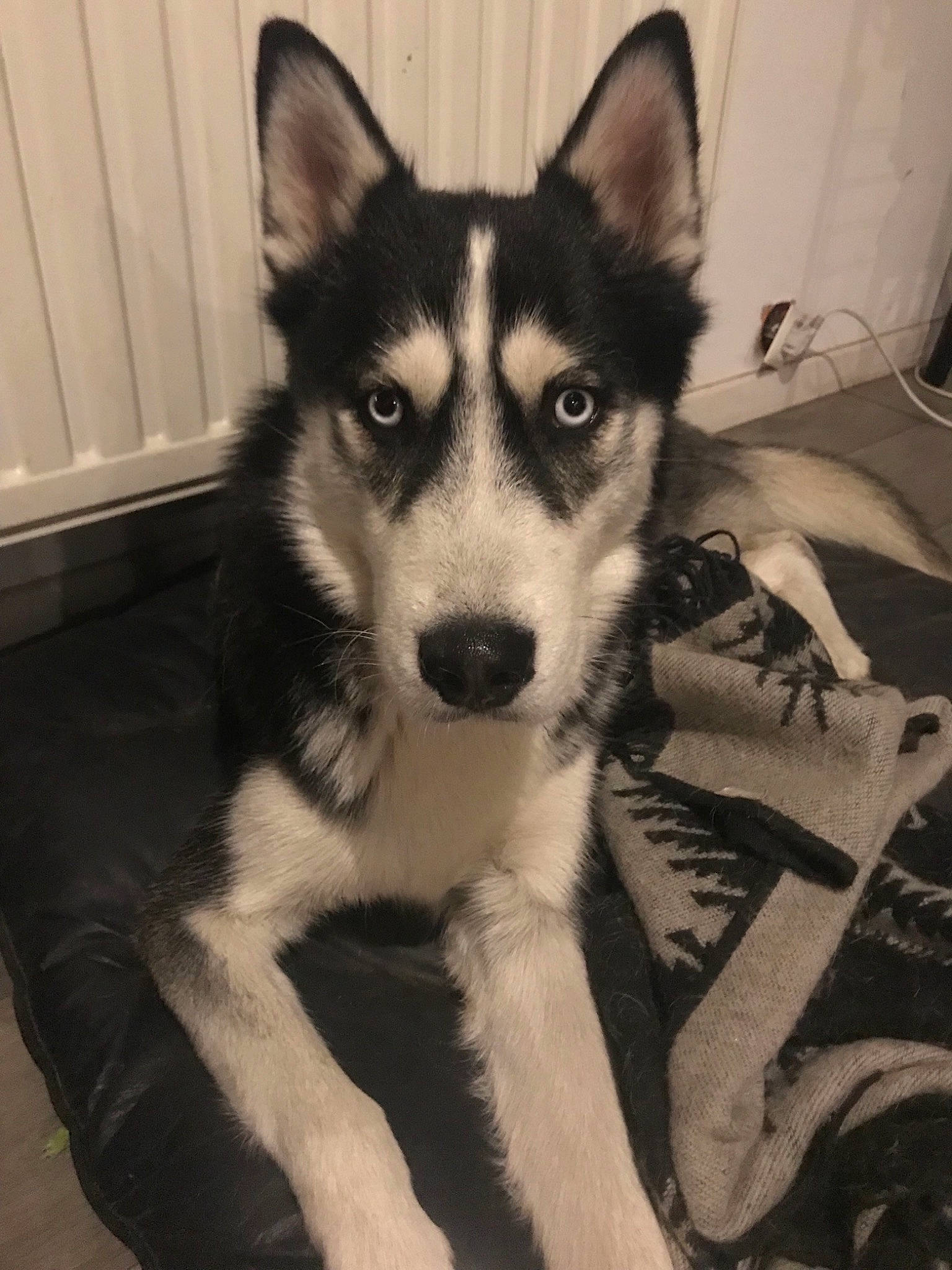 Neyko participe au concours pour gagner de l'argent avec cette photo : alaskan_malamute, canadian_eskimo_dog, canidae, carnivore, dog, dog_breed, east_siberian_laika, labrador_husky, mammal, miniature_siberian_husky, native_american_indian_dog, northern_inuit_dog, nose, sakhalin_husky, seppala_siberian_sleddog, siberian_husky, sled_dog, tamaskan_dog, vertebrate, wolfdog