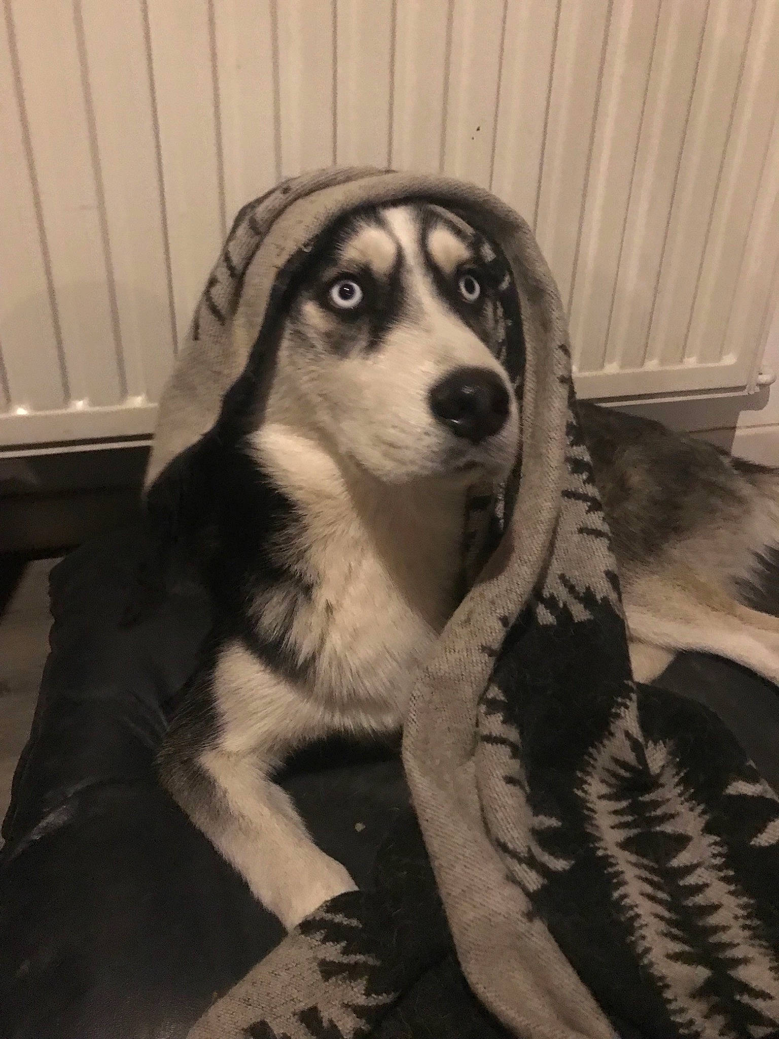 Neyko a rejoint le concours — aidez-le/la à gagner de superbes lots ! alaskan_malamute, canidae, carnivore, companion_dog, dog, dog_breed, fur, labrador_husky, mammal, nose, rare_breed_dog, seppala_siberian_sleddog, siberian_husky, sled_dog, snout, sporting_group, working_dog