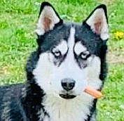 Neyko participe au concours pour gagner de l'argent avec cette photo : alaskan_malamute, canadian_eskimo_dog, canidae, carnivore, dog, dog_breed, east_siberian_laika, mammal, miniature_siberian_husky, native_american_indian_dog, northern_inuit_dog, saarloos_wolfdog, sakhalin_husky, seppala_siberian_sleddog, siberian_husky, sled_dog, tamaskan_dog, vertebrate, west_siberian_laika, wolfdog