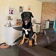 Ayko a rejoint le concours — aidez-le/la à gagner de superbes lots ! black_and_tan, brick_wall, cabinet, cozy, dog, family_photos, floor_tiles, furniture, happy, high_chair, home, indoor, leather_couch, living_room, pet, plant, portrait, sitting, tongue_out, vase