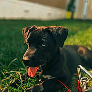 Kya is registered to the contest to win money with this photo: dog, puppy, black_dog, grass, tongue_out, outdoor, sunlight, leash, metal_clasp, pet, animal, playful, young_dog, close_up, nature, summer, green_grass, resting, cute, canine