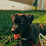 dog, puppy, black_dog, grass, tongue_out, outdoor, sunlight, leash, metal_clasp, pet, animal, playful, young_dog, close_up, nature, summer, green_grass, resting, cute, canine
