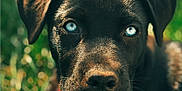 Kya is registered to the contest to win money with this photo: puppy, dog, black_dog, blue_eyes, close_up, portrait, outdoor, grass, sunlight, animal, pet, canine, young_dog, cute, nature, background_blur, collar, chained, furry, looking_at_camera