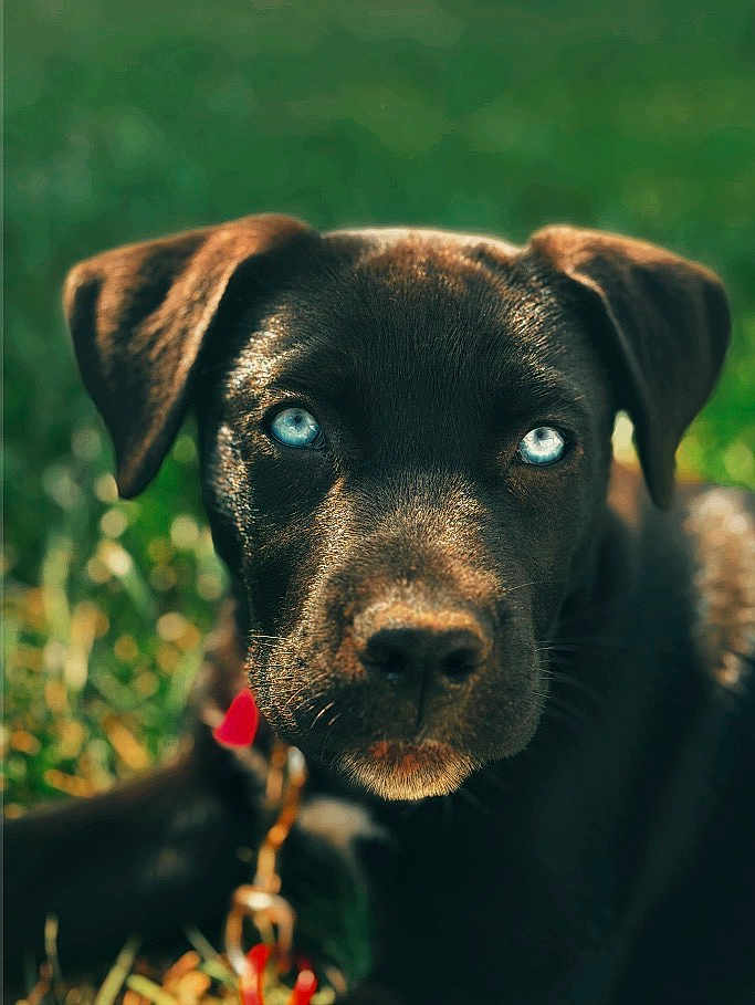 Kya is registered to the contest to win money with this photo: puppy, dog, black_dog, blue_eyes, close_up, portrait, outdoor, grass, sunlight, animal, pet, canine, young_dog, cute, nature, background_blur, collar, chained, furry, looking_at_camera