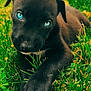 Kya joined the competition — help win amazing prizes! puppy, dog, black_dog, blue_eyes, grass, outdoor, animal, pet, cute, closeup, nature, young_dog, lying_down, paw, fur, playful, adorable, greenery, summer, mammal