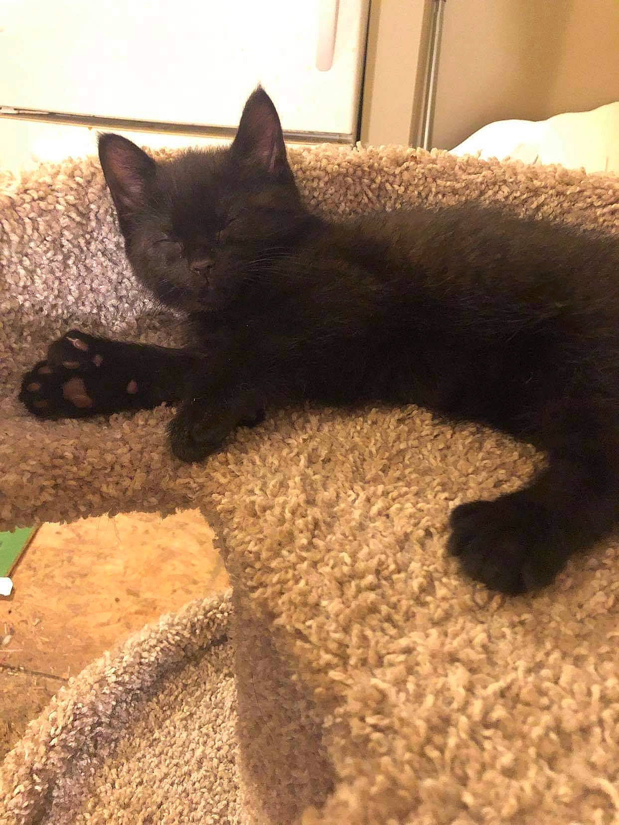 Jagger is registered to the contest to win money with this photo: black_cat, bombay, carnivore, carpet, cat, claw, comfort, domestic_short_haired_cat, felidae, flooring, fur, nap, shadow, sky, small_to_medium_sized_cats, snout, tail, tints_and_shades, whiskers, wood