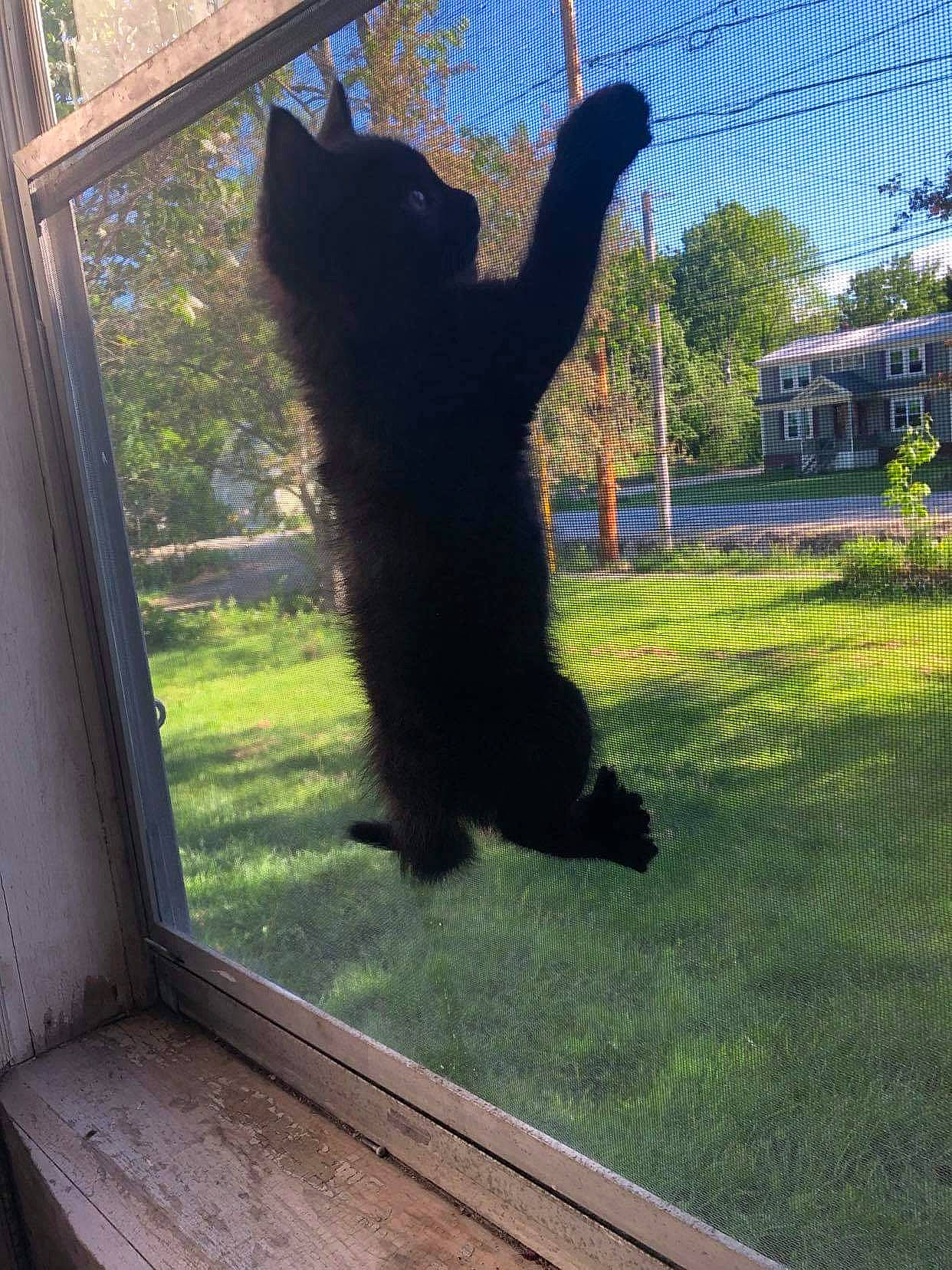 Jagger joined the competition — help win amazing prizes! black_cat, carnivore, cat, dog_breed, felidae, fur, grass, mammal, plant, shade, sky, small_to_medium_sized_cats, snout, tail, terrestrial_animal, tints_and_shades, tree, whiskers, window, wood