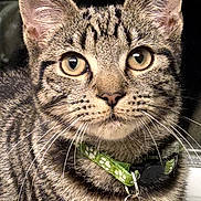 Wolfie joined the competition — help win amazing prizes! cat, tabby, close_up, pet, animal, collar, bell, whiskers, fur, ears, eyes, portrait, domestic_cat, feline, cute, indoor, looking_at_camera, striped, young_cat, alert