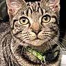 cat, tabby, close_up, pet, animal, collar, bell, whiskers, fur, ears, eyes, portrait, domestic_cat, feline, cute, indoor, looking_at_camera, striped, young_cat, alert