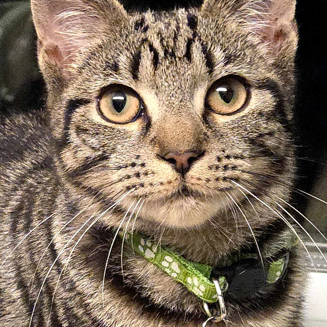 Wolfie joined the competition — help win amazing prizes! cat, tabby, close_up, pet, animal, collar, bell, whiskers, fur, ears, eyes, portrait, domestic_cat, feline, cute, indoor, looking_at_camera, striped, young_cat, alert