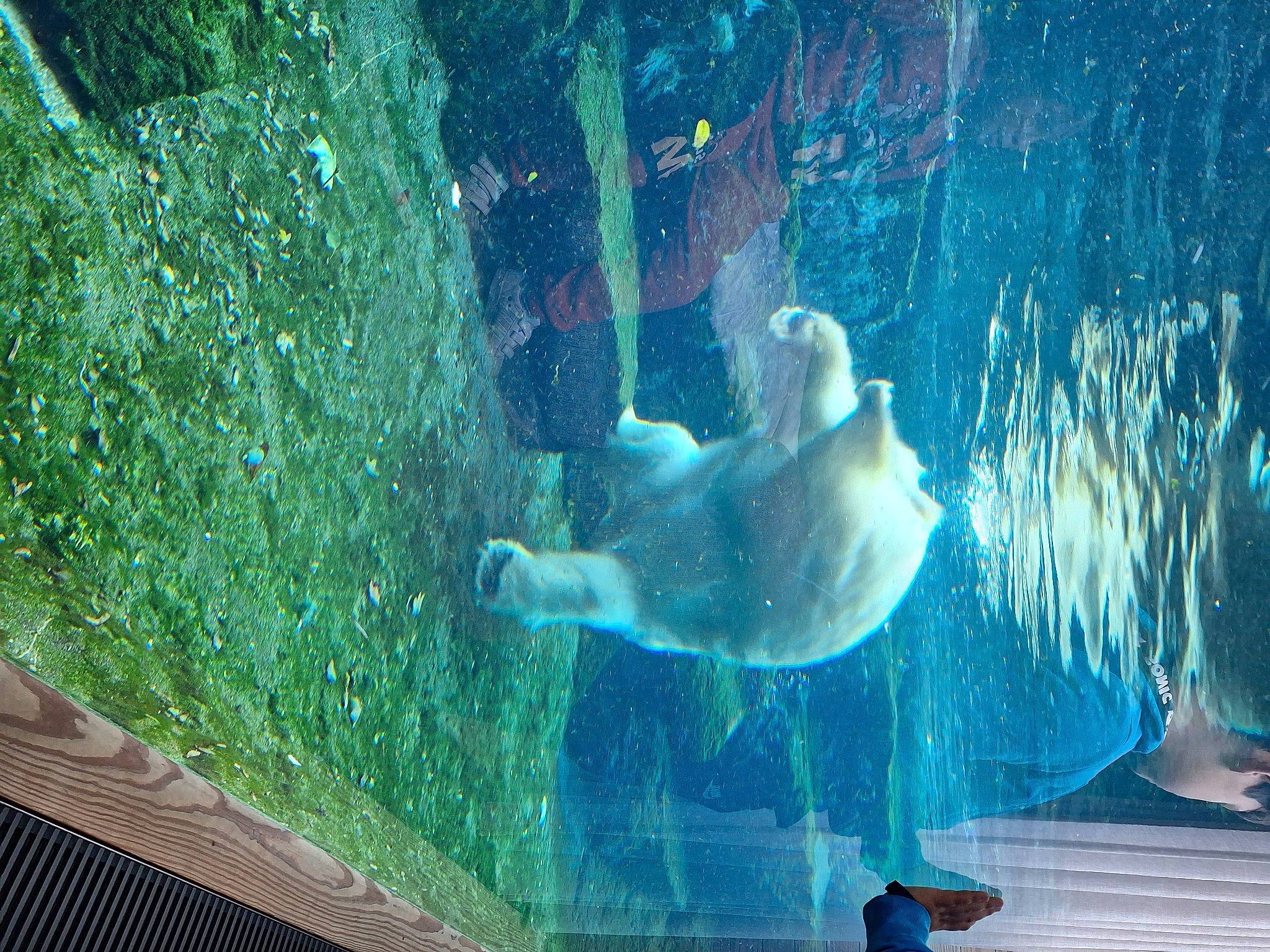 Sara a rejoint le concours — aidez-le/la à gagner de superbes lots ! aqua, aquarium, azure, bear, blue, electric_blue, fluid, fun, leisure, marine_biology, marine_mammal, organism, polar_bear, recreation, tail, underwater, vertebrate, water, wildlife, world