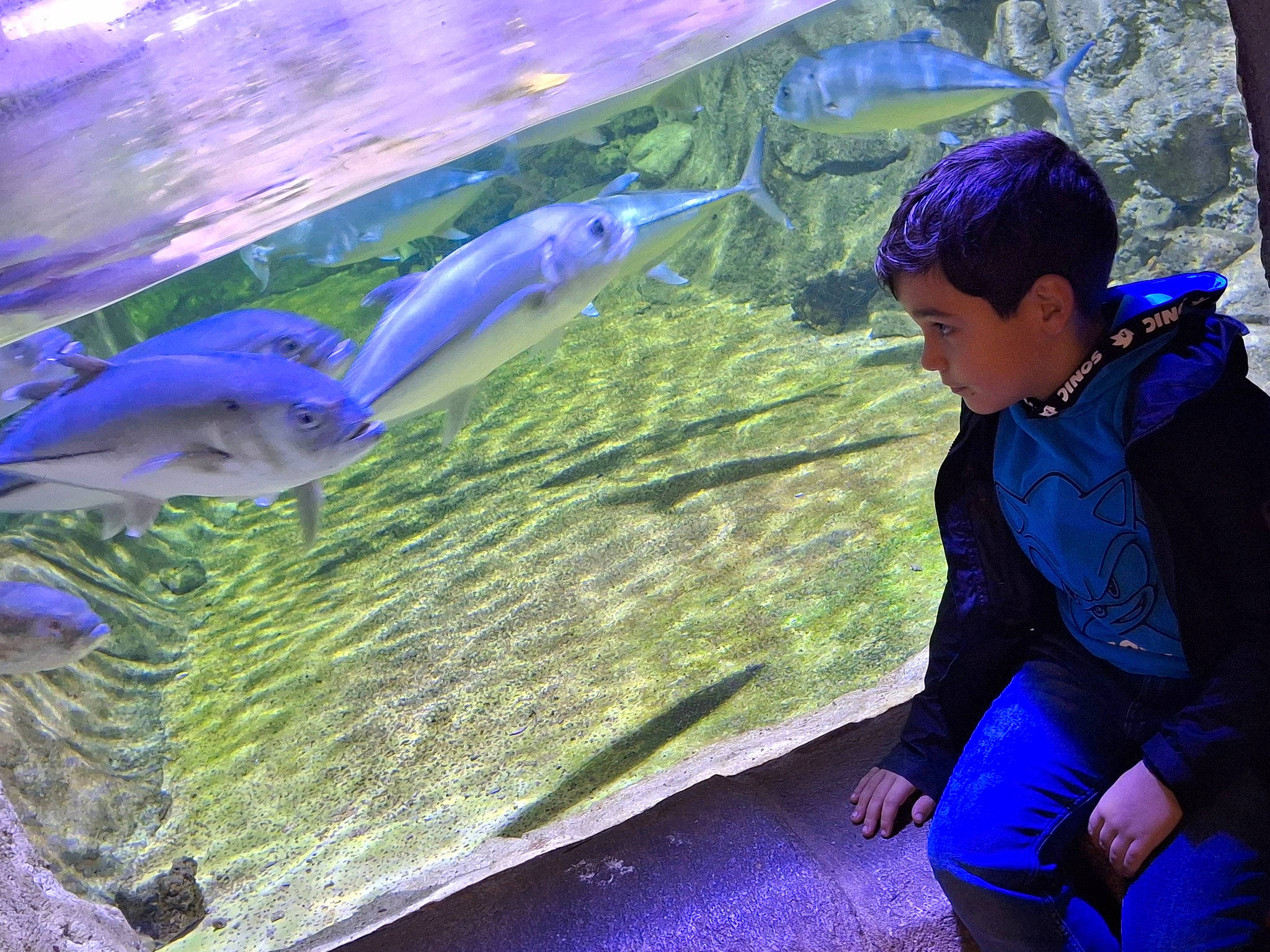 Youssef a rejoint le concours — aidez-le/la à gagner de superbes lots ! aquarium, aquatic_plant, azure, baseball_cap, blue, electric_blue, fin, fish, fun, grass, landscape, leisure, marine_biology, natural_environment, nature, organism, person, purple, recreation, toddler