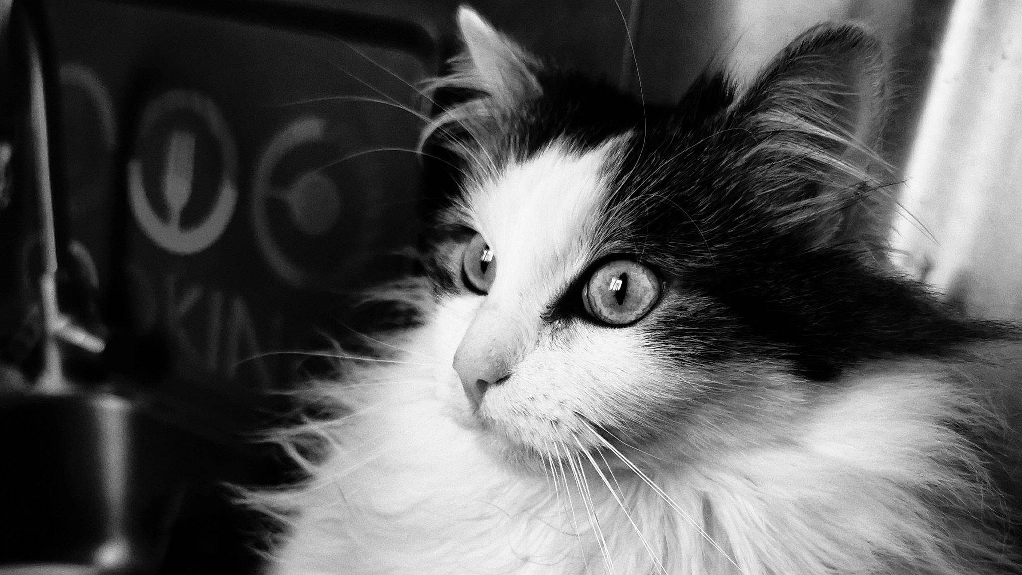 Jazz participe au concours pour gagner de l'argent avec cette photo : carnivore, cat, darkness, felidae, flash_photography, fur, iris, monochrome, monochrome_photography, small_to_medium_sized_cats, snout, style, whiskers