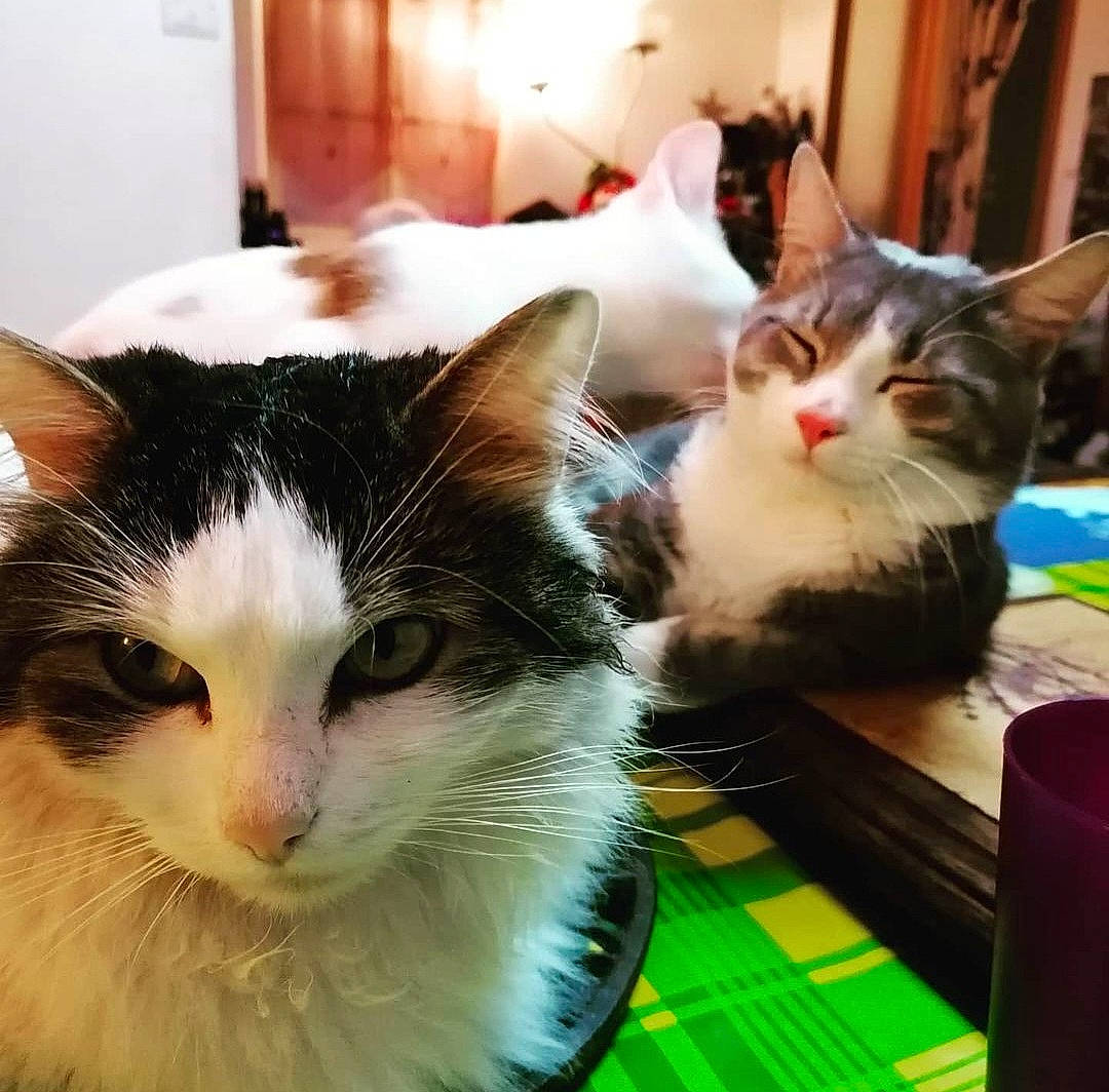 Jazz participe au concours pour gagner de l'argent avec cette photo : carnivore, cat, comfort, domestic_short_haired_cat, felidae, fur, grass, green, paw, small_to_medium_sized_cats, tail, tree, whiskers