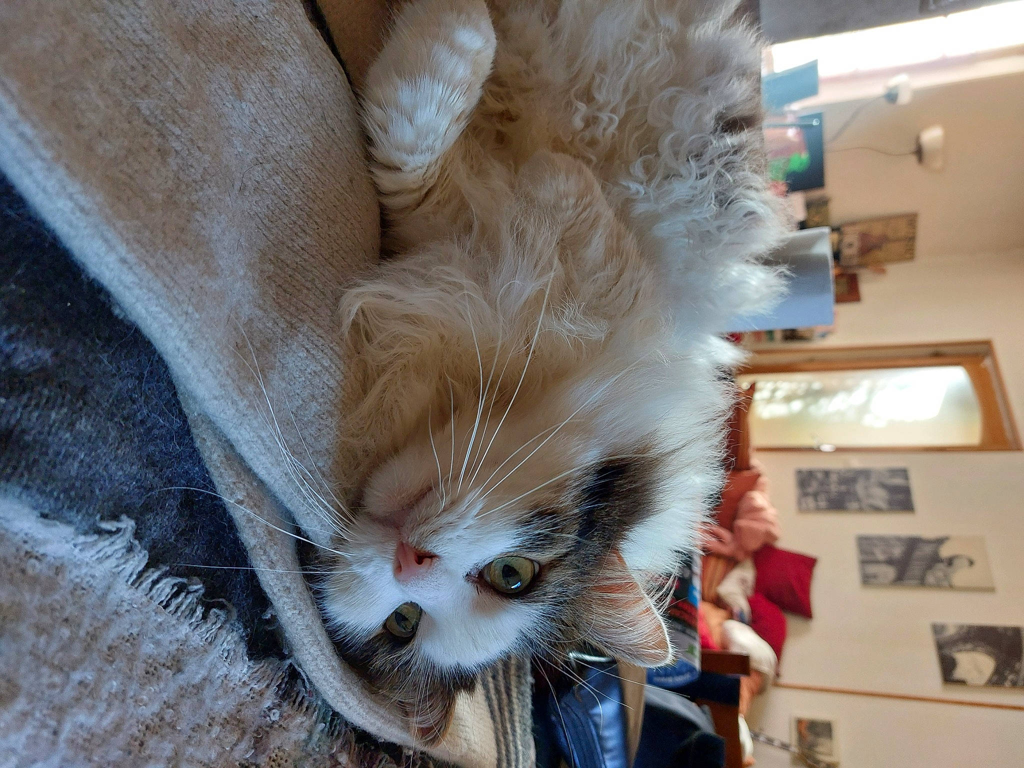 Jazz a rejoint le concours — aidez-le/la à gagner de superbes lots ! carnivore, cat, claw, domestic_short_haired_cat, fawn, feather, felidae, foot, fur, human_leg, paw, small_to_medium_sized_cats, snout, stuffed_toy, tail, whiskers