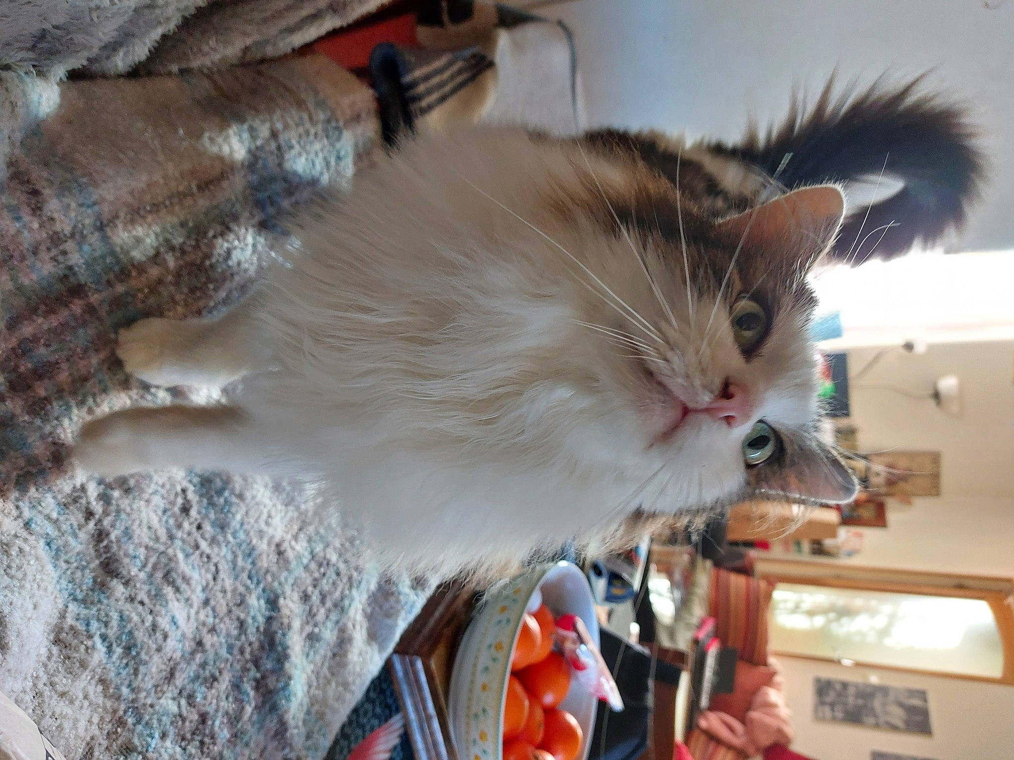 Jazz a rejoint le concours — aidez-le/la à gagner de superbes lots ! box, cardboard, carnivore, cat, collar, domestic_short_haired_cat, fawn, felidae, fur, paw, small_to_medium_sized_cats, snout, tail, whiskers, wood