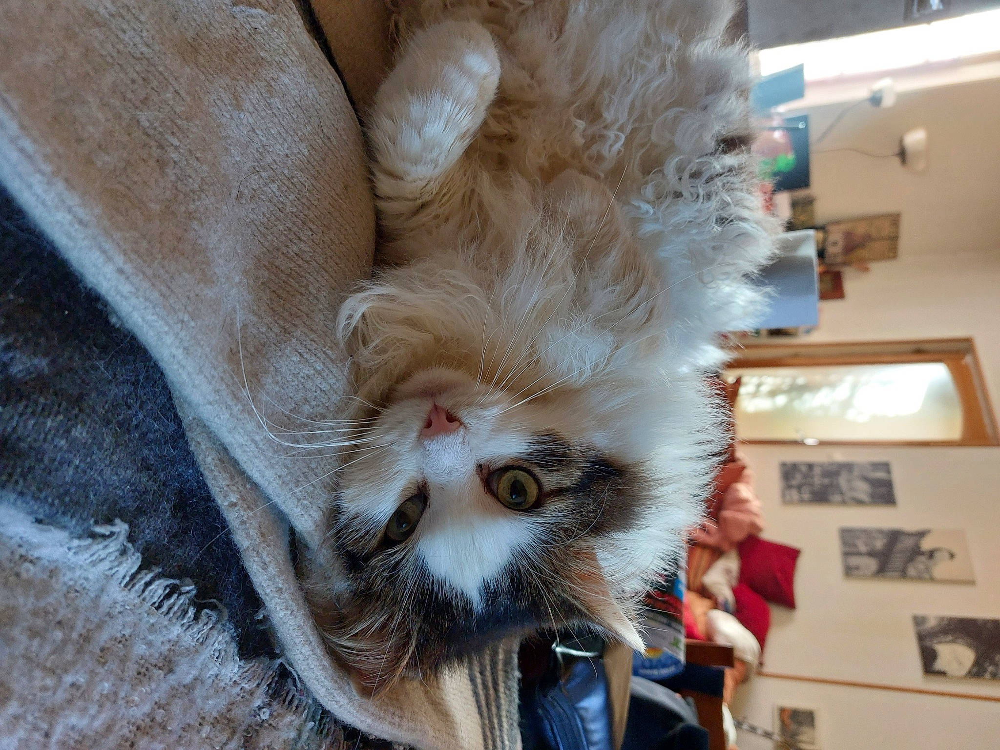 Jazz a rejoint le concours — aidez-le/la à gagner de superbes lots ! carnivore, cat, claw, comfort, domestic_short_haired_cat, fawn, felidae, foot, fur, paw, small_to_medium_sized_cats, snout, tail, terrestrial_animal, whiskers, wood