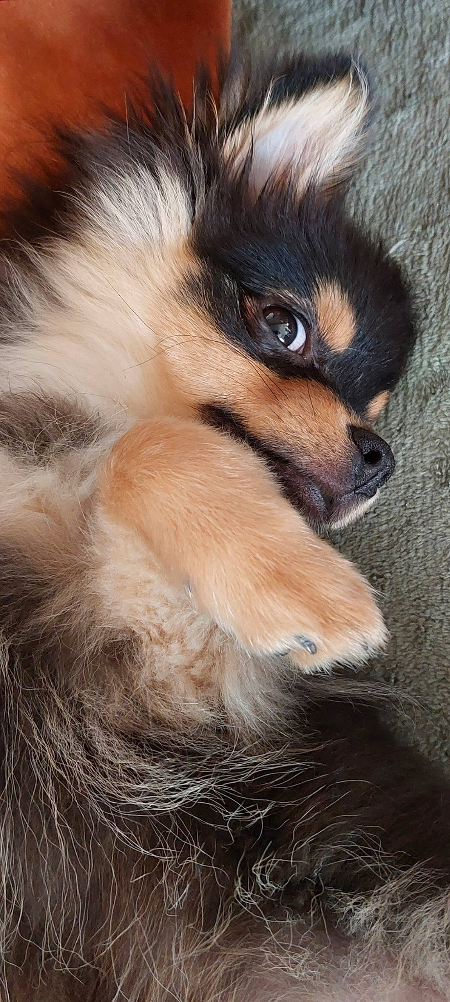 Chipeur a rejoint le concours — aidez-le/la à gagner de superbes lots ! canidae, carnivore, claw, close_up, companion_dog, dog, dog_breed, ear, fawn, fur, paw, puppy, snout, sporting_group, terrestrial_animal, toy_dog, whiskers, wildlife, working_dog