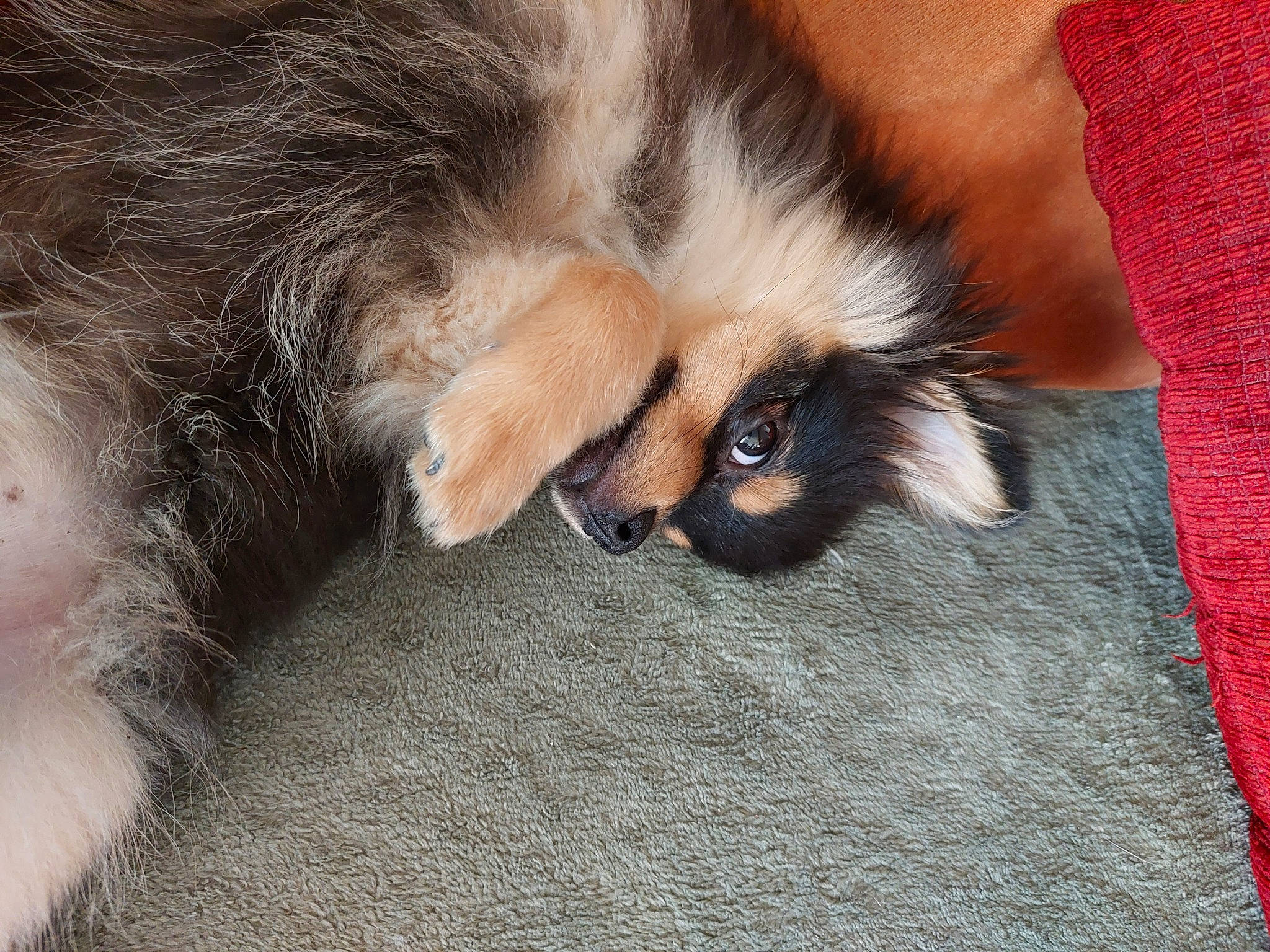 Chipeur a rejoint le concours — aidez-le/la à gagner de superbes lots ! canidae, carnivore, cat, claw, comfort, companion_dog, dog_breed, fawn, felidae, fur, liver, nap, paw, sleep, small_to_medium_sized_cats, snout, sporting_group, tail, whiskers