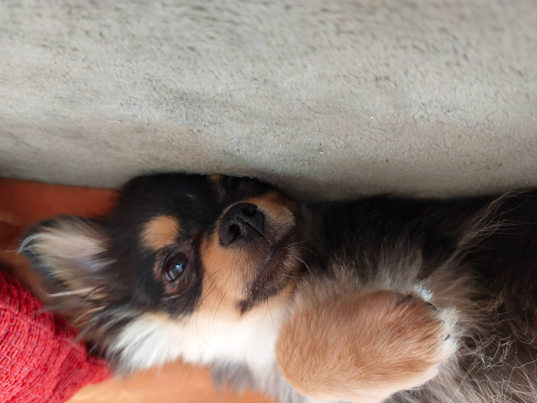 Chipeur participe au concours pour gagner de l'argent avec cette photo : canidae, carnivore, comfort, companion_dog, dog, dog_breed, ear, fawn, fur, paw, puppy, scotch_collie, shetland_sheepdog, snout, sporting_group, terrestrial_animal, toy_dog, whiskers, working_animal, working_dog