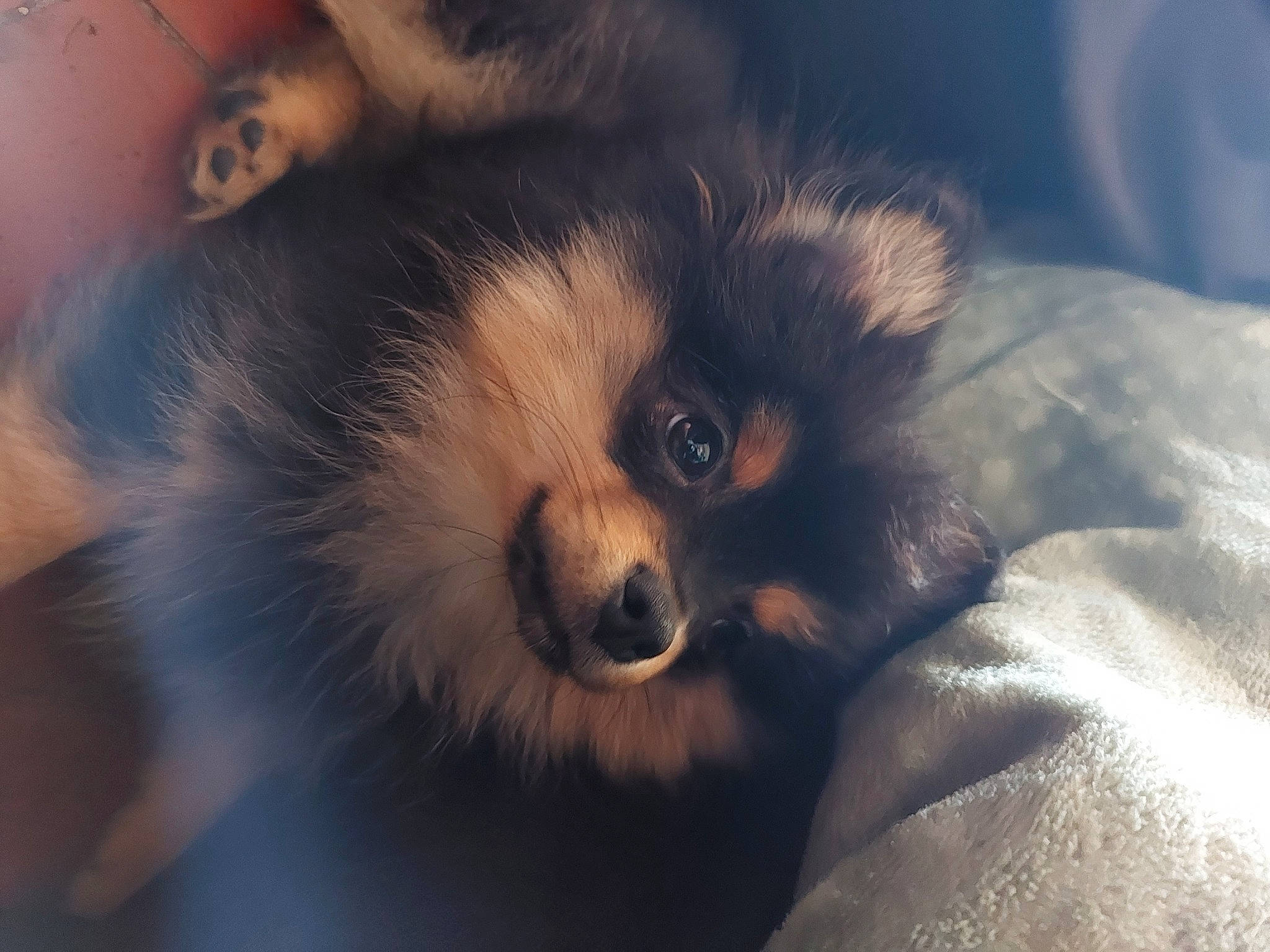 Chipeur participe au concours pour gagner de l'argent avec cette photo : canidae, carnivore, close_up, companion_dog, dog, dog_breed, ear, fawn, foot, fur, german_spitz, paw, primate, puppy, snout, spitz, terrestrial_animal, toy_dog, whiskers, wildlife